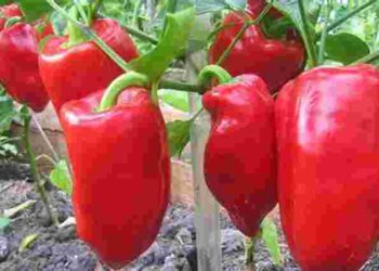 Навіщо додавати пшоно при посадці перцю: поради городників