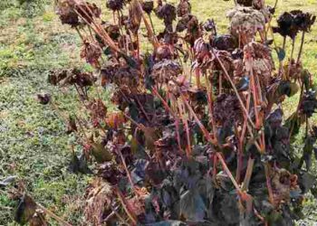 Що робити, якщо жоржини постраждали від заморозків: екстрений порятунок квітів