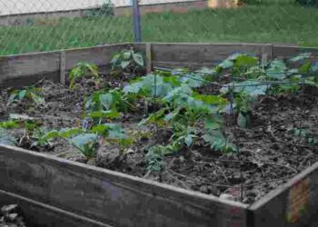 Щедрий урожай у нестабільну погоду: навіщо огіркам тепла грядка і як її зробити