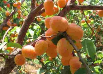 Як доглядати за абрикосом у квітні: правильні підживлення та полив