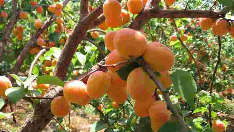 Як доглядати за абрикосом у квітні: правильні підживлення та полив