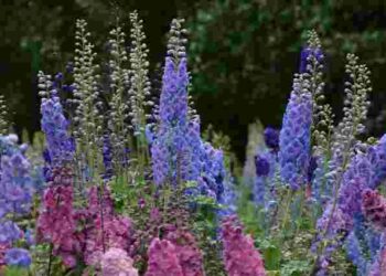 Встигніть посадити їх до кінця березня: перелік квітів для відкритого ґрунту