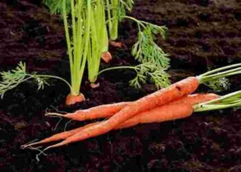 У лунки, сівалкою, на туалетний папір: 10 способів посадити моркву, щоб потім її не проріджувати