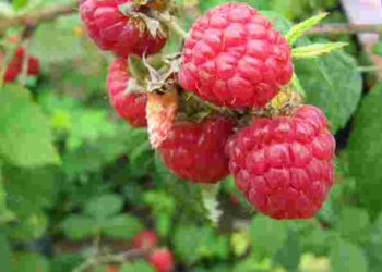 Завдання – врятувати урожай: чому сохнуть кущі малини і як з цим боротися