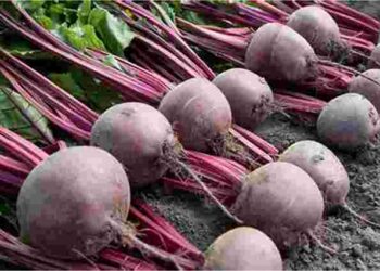 Щоб виріс смачний та великий: коли та як сіяти буряк у відкритий ґрунт в цьому році
