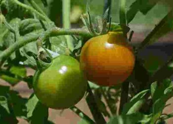 Чим підживити помідори: 6 найкращих народних засобів