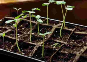 Як швидко проростити та укоренити насіння помідорів: дієві поради