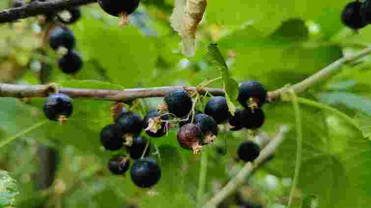 Небезпечний сигнал: що робити, якщо на смородині з'явились круглі бруньки