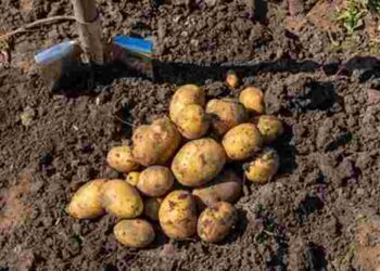 Коли слід садити картоплю у 2025 році: найкращий час за народними прикметами