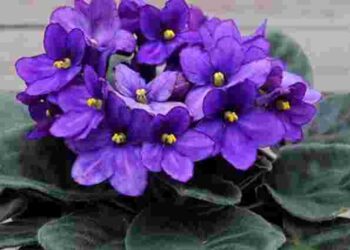 Стимуляція росту і укріплення коренів: як правильно купати фіалки