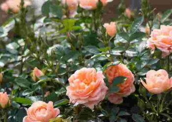 Щоб спека їх не згубила: як правильно саджати кущові троянди