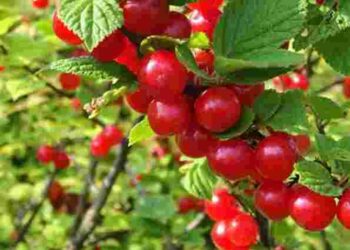 Що обов’язково потрібно зробити з вишнею весною, щоб не залишитися без ягід: поради