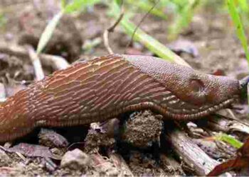 Нашестя слимаків на городі: як боротися зі шкідниками, які знищують увесь врожай