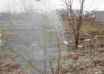 Втричі ефективніше добриво для саду: як правильно розводити сечовину із залізним купоросом