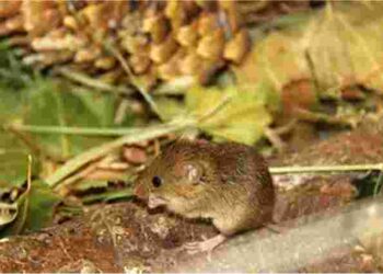 Врятувати сад: ефективні та гуманні способи захистити дерева від гризунів навесні