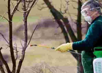 Захист від ранніх комах і хвороб: чим обовʼязково треба обробити яблуні в саду навесні