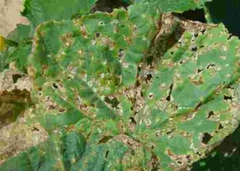 Розсада капусти вся в дірках: як врятувати майбутній урожай