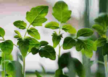 Чого боїться розсада помідорів після пікірування: ці помилки можуть її знищити