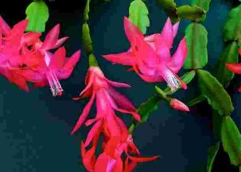 Цей відвар змусить цвісти навіть грошове дерево: натуральне добриво для кімнатних рослин