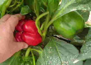 Як правильно поливати перець для максимального врожаю: корисні поради