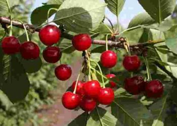 Вибираємо здоровий саджанець і правильне місце: як успішно посадити вишню навесні