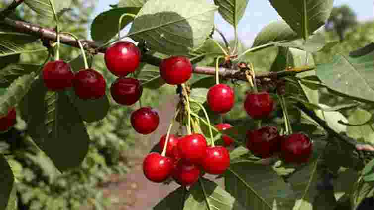 Вибираємо здоровий саджанець і правильне місце: як успішно посадити вишню навесні