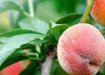 Підживлення персика навесні: коли і які добрива найкраще внести