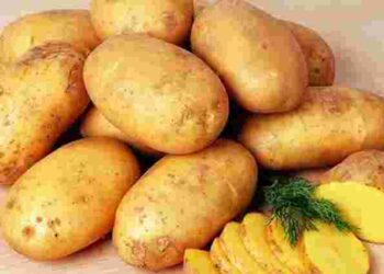 Чи можна садити картоплю із супермаркету: переваги і недоліки посадкового матеріалу