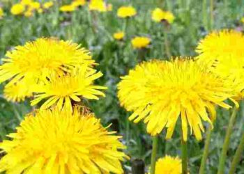 Красиві, але небезпечні для городу: як позбутися кульбаб на ділянці