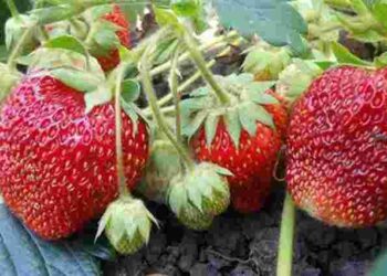 Весняний догляд – надважливий: 5 помилок, що знижують врожайність полуниці
