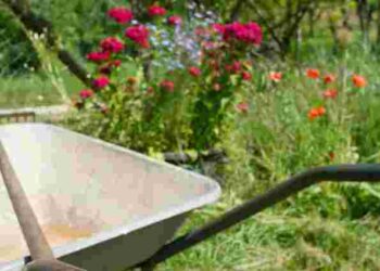 Посівний календар на квітень 2025 року: що потрібно сіяти на городі та в саду