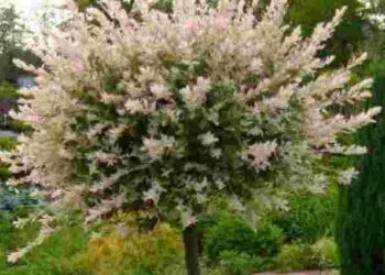 Приносять клопоти і нещастя: 5 дерев, які не варто садити біля дому