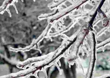 Як врятувати сад після раптових весняних заморозків: кроки до відновлення