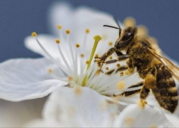 Що робити, коли вжалила бджола — поради, які врятують життя