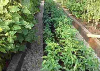 Щільно, але врожайно: як розмістити більше овочів на малій ділянці