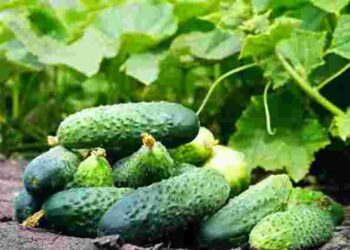 Хрусткі й соковиті: 4 обов’язкові підживлення, яких потребують огірки