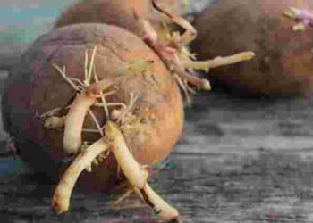 Як заздалегідь підготувати картоплю до посадки весною: секрети гарного врожаю