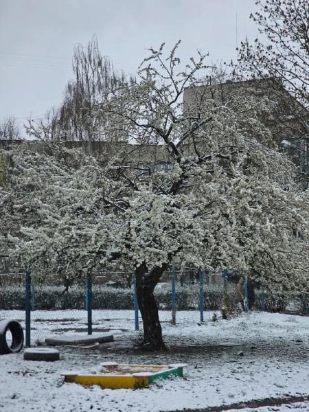 Весна зі снігом: чи будуть плоди після заморозків у 2025 році