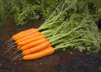 Навіщо залишати моркву без води на 14 днів: неочікуваний ефект