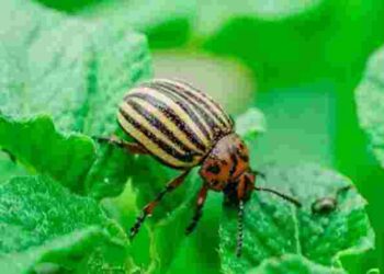 Без хімії та зайвих витрат: як прогнати колорадського жука з ділянки