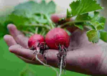 Рання редиска з хрускотом: як отримати результат без зайвих зусиль