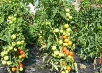 Смак буде кращим: що посадити біля помідорів на городі