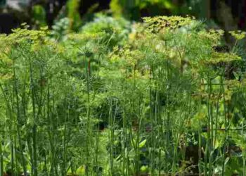 Як і коли сіяти кріп навесні: найкращі дати за місячним календарем