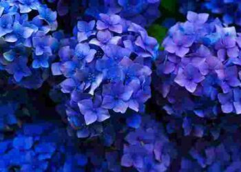 Секрети пишного цвітіння: як навесні обрізати гортензію, щоб у неї були великі суцвіття