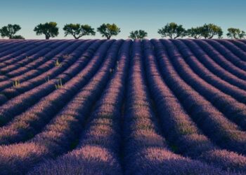 Де найкрасивіші лавандові поля у світі: Lonely Planet назвав місця