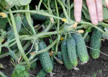 Пʼять простих варіантів, які можна знайти вдома: що додати в лунку, щоб огірки не гірчили