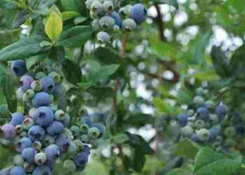 Як провести весняну обрізку лохини: основні поради для кращого плодоношення