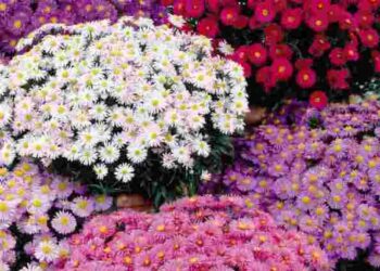 Як виростити айстри неймовірних розмірів: поради для садівників