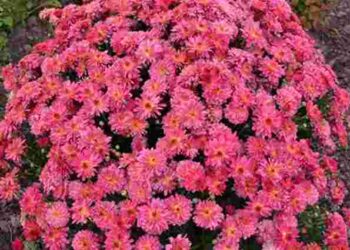 Як виростити кущі хризантеми у формі кульки: перевірений метод