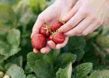 Отримаєте рекордний врожай: чим потрібно підживити полуницю